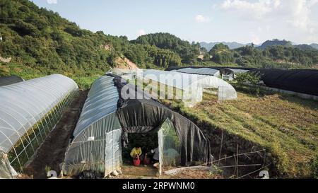 200429 -- HEFEI, 29 avril 2020 -- une photo aérienne prise le 7 août 2018 montre une base de plantation de mûrier en papier dans le village de Yehe, dans le comté de Yuexi, dans la province de l'Anhui, dans l'est de la Chine. La culture du mûrier à papier a été une industrie majeure pour la réduction de la pauvreté locale. Les neuf dernières régions pauvres au niveau des comtés de la province de l Anhui de l est de la Chine ont été retirées de la liste des comtés pauvres, selon une annonce publiée mercredi par le gouvernement provincial. Cela marque que les 31 régions pauvres au niveau des comtés d'Anhui ont ébranlé la pauvreté, au milieu des efforts déployés par le pays jusqu'à l'ère Banque D'Images