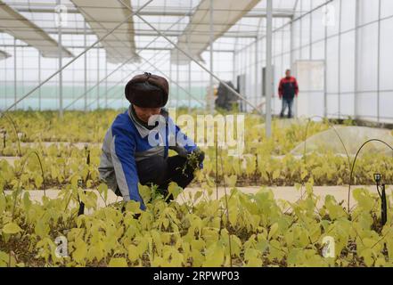 200429 -- HEFEI, le 29 avril 2020 -- Un villageois s'occupe de semis de mûrier à papier dans une serre dans le canton de Pengta, dans le comté de Huoqiu, province de l'Anhui, dans l'est de la Chine, le 8 janvier 2020. La culture du mûrier à papier a été une industrie majeure pour la réduction de la pauvreté locale. Les neuf dernières régions pauvres au niveau des comtés de la province de l Anhui de l est de la Chine ont été retirées de la liste des comtés pauvres, selon une annonce publiée mercredi par le gouvernement provincial. Cela marque que les 31 régions pauvres au niveau des comtés de l'Anhui ont ébranlé la pauvreté, au milieu de la s eff du pays Banque D'Images