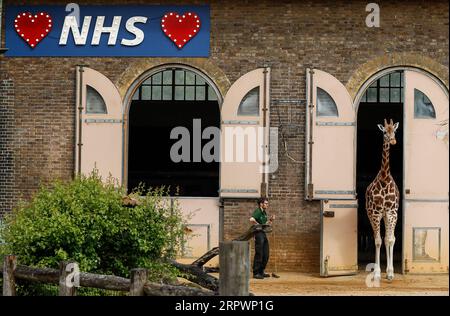 200429 -- LONDRES, le 29 avril 2020 -- un panneau lumineux en appui au NHS du National Health Service est vu alors qu'une girafe sort de la maison de girafe au zoo de Londres, en Grande-Bretagne, le 29 avril 2020. BRITAIN-LONDON-LONDON ZOO HanxYan PUBLICATIONxNOTxINxCHN Banque D'Images