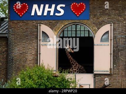 Actualités Bilder des Tages 200429 -- LONDRES, le 29 avril 2020 -- un panneau lumineux en soutien au National Health Service NHS est vu comme une girafe regarde de la maison des girafe au zoo de Londres, en Grande-Bretagne, le 29 avril 2020. BRITAIN-LONDON-LONDON ZOO HanxYan PUBLICATIONxNOTxINxCHN Banque D'Images