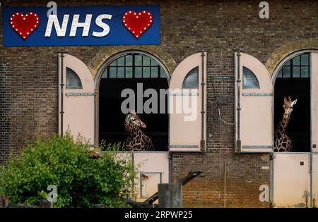 200429 -- LONDRES, le 29 avril 2020 -- un panneau lumineux en appui au NHS du National Health Service est vu comme deux girafes regardant de la maison des girafes au zoo de Londres, en Grande-Bretagne, le 29 avril 2020. BRITAIN-LONDON-LONDON ZOO HanxYan PUBLICATIONxNOTxINxCHN Banque D'Images