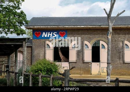 200429 -- LONDRES, le 29 avril 2020 -- un panneau lumineux à l'appui du NHS du National Health Service est vu comme une girafe regarde de la maison de girafe au zoo de Londres, en Grande-Bretagne, le 29 avril 2020. BRITAIN-LONDON-LONDON ZOO HanxYan PUBLICATIONxNOTxINxCHN Banque D'Images