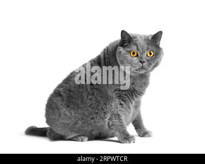 Un gros chat britannique gris avec de grands yeux jaunes est assis sur un fond blanc. Obésité du chat écossais. Banque D'Images