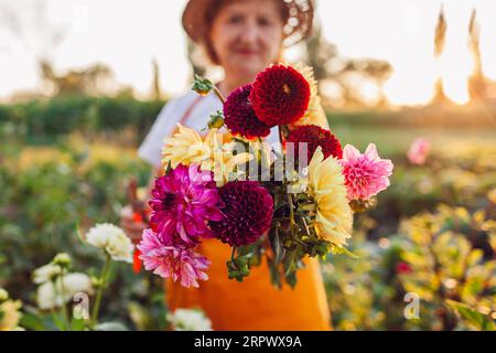 Gros plan de dahlias rose jaune rouge fraîchement cueillis en bouquet. Femme jardinier tenant des fleurs sur la ferme de fleurs. Pompon de boule de croissance dahlias Banque D'Images