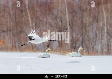 Une grue à couronne rouge (Grus japonensis) survole un champ de neige. Oiseau en vol, derrière 2 cygnes Whooper perchés dans la neige. Île de Hokkaido, Japon Banque D'Images