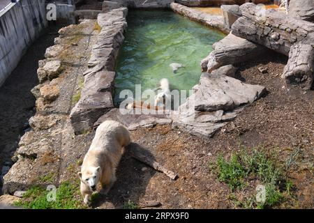 200515 -- ANTIBES, le 15 mai 2020 Xinhua -- Une ours polaire femelle est vue avec ses oursons triplés née en décembre dernier au parc d'attractions Marineland à Antibes, dans le sud de la France, le 14 mai 2020. Photo Serge Haouzi/Xinhua FRANCE-ANTIBES-OURS POLAIRES PUBLICATIONxNOTxINxCHN Banque D'Images