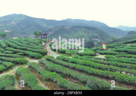200515 -- FUZHOU, le 15 mai 2020 -- une photo aérienne montre la vue d'un jardin de thé dans le canton de Xiaoqiao de Jian ou City à Nanping, province du Fujian dans le sud-est de la Chine, le 13 mai 2020. La ville de Nanping s'est efforcée de développer des industries vertes dans de multiples secteurs tels que l'agriculture, le tourisme et la culture pour traduire ses avantages écologiques dans la force motrice du développement économique. CHINE-FUJIAN-GREEN INDUSTRIES CN LinxShanchuan PUBLICATIONxNOTxINxCHN Banque D'Images