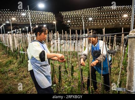 200516 -- ZHENNING, le 16 mai 2020 -- des membres du personnel travaillent dans un verger de dragons illuminé artificiellement dans le village de Bacao, dans le canton de Liangtian, Zhenning Buyi et le comté autonome de Miao, dans le sud-ouest de la Chine, province du Guizhou, le 15 mai 2020. CHINE-GUIZHOU-AGRICULTURE-DRAGON FRUIT-ÉCLAIRAGE ARTIFICIEL CN TAOXLIANG PUBLICATIONXNOTXINXCHN Banque D'Images