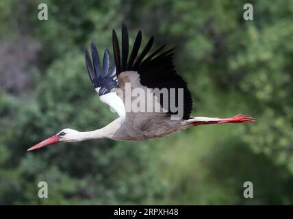 200523 -- ANKARA, le 23 mai 2020 Xinhua -- Une cigogne volante est vue dans le district de Kizilcahamam à Ankara, Turquie, le 23 mai 2020. Chaque année, les cigognes migrent vers la Turquie pour une période d'incubation, car le temps se réchauffe au printemps. Photo Mustafa Kaya/Xinhua TURQUIE-ANKARA-CIGOGNES-MIGRATION-INCUBATION PUBLICATIONxNOTxINxCHN Banque D'Images