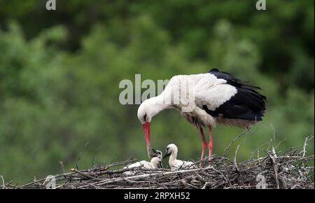 200523 -- ANKARA, le 23 mai 2020 Xinhua -- Une cigogne nourrit ses oisillons dans un nid dans le district de Kizilcahamam à Ankara, en Turquie, le 23 mai 2020. Chaque année, les cigognes migrent vers la Turquie pour une période d'incubation, car le temps se réchauffe au printemps. Photo Mustafa Kaya/Xinhua TURQUIE-ANKARA-CIGOGNES-MIGRATION-INCUBATION PUBLICATIONxNOTxINxCHN Banque D'Images