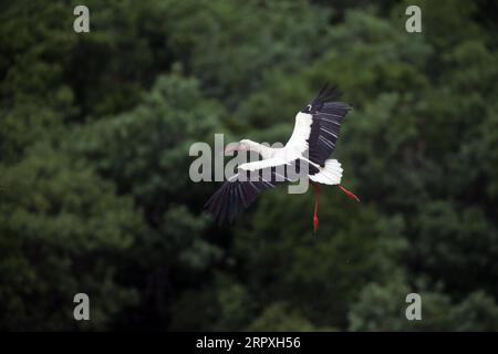 200523 -- ANKARA, le 23 mai 2020 Xinhua -- Une cigogne volante est vue dans le district de Kizilcahamam à Ankara, Turquie, le 23 mai 2020. Chaque année, les cigognes migrent vers la Turquie pour une période d'incubation, car le temps se réchauffe au printemps. Photo Mustafa Kaya/Xinhua TURQUIE-ANKARA-CIGOGNES-MIGRATION-INCUBATION PUBLICATIONxNOTxINxCHN Banque D'Images