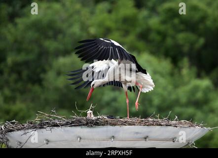 Actualités Bilder des Tages 200523 -- ANKARA, le 23 mai 2020 Xinhua -- Une cigogne nourrit ses oisillons dans un nid dans le district de Kizilcahamam à Ankara, en Turquie, le 23 mai 2020. Chaque année, les cigognes migrent vers la Turquie pour une période d'incubation, car le temps se réchauffe au printemps. Photo Mustafa Kaya/Xinhua TURQUIE-ANKARA-CIGOGNES-MIGRATION-INCUBATION PUBLICATIONxNOTxINxCHN Banque D'Images