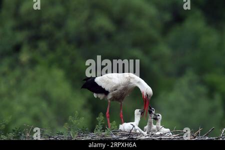 200523 -- ANKARA, le 23 mai 2020 Xinhua -- Une cigogne nourrit ses oisillons dans un nid dans le district de Kizilcahamam à Ankara, en Turquie, le 23 mai 2020. Chaque année, les cigognes migrent vers la Turquie pour une période d'incubation, car le temps se réchauffe au printemps. Photo Mustafa Kaya/Xinhua TURQUIE-ANKARA-CIGOGNES-MIGRATION-INCUBATION PUBLICATIONxNOTxINxCHN Banque D'Images