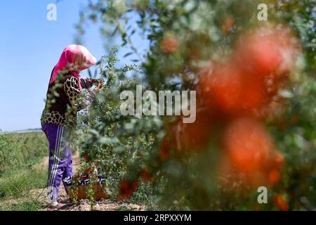 Actualités Bilder des Tages 200605 -- YINCHUAN, le 5 juin 2020 -- un ouvrier cueille des baies de goji, ou wolfberries, dans une base de plantation de baies de goji dans le district de Hongsibao de la ville de Wuzhong, dans le nord-ouest de la Chine, la région autonome hui de Ningxia, le 5 juin 2020. Avec une superficie de plantation de 6 000 mu sur environ 400 hectares, le premier lot de baies de goji mûres a été récolté à la base de plantation le vendredi à l’approche de la saison de récolte. CHINE-NINGXIA-WUZHONG-GOJI BERRY-RÉCOLTE CN FENGXKAIHUA PUBLICATIONXNOTXINXCHN Banque D'Images