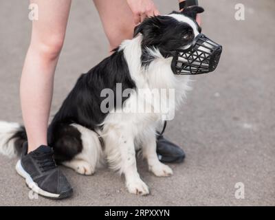 Femme marche 2 chiens. Gros plan des jambes de femmes, bordure de collie et taureau terrier dans les muzzles et sur les laisses lors d'une promenade à l'extérieur. Banque D'Images