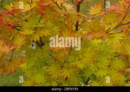 En regardant vers le bas des feuilles vertes teintées d'orange et de rouge sur un érable japonais de lune d'automne en été dans le Wisconsin, États-Unis Banque D'Images