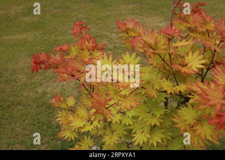 En regardant vers le bas des feuilles vertes teintées de feuilles rouges et rouges sur un érable japonais Autumn Moon en été dans le Wisconsin, aux États-Unis Banque D'Images