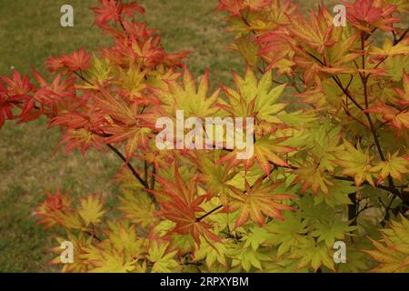 En regardant vers le bas des feuilles vertes teintées de feuilles rouges et rouges sur un érable japonais Autumn Moon en été dans le Wisconsin, aux États-Unis Banque D'Images