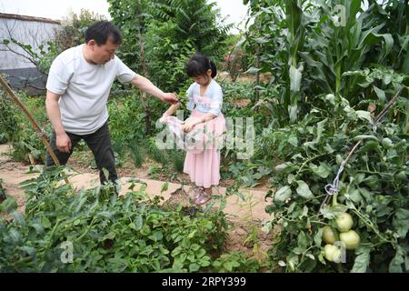 200612 -- HEFEI, 12 juin 2020 -- Chu Siyang et son père Zheng Jiawei cueillirent des légumes dans le village de Wangli, dans le comté de Yingshang, dans la province de l'Anhui, dans l'est de la Chine, le 9 juin 2020. CHU Siyang est une jeune fille de 9 ans dont les parents sont tous deux des travailleurs de la base engagés dans la lutte pour l'éradication de la pauvreté dans le pays. En 2017, Zheng Jiawei, père de Siyang, s'est porté volontaire pour travailler comme travailleur de base dans le village de Wangli, dans le comté de Yingshang, aidant les villageois locaux à se débarrasser de la pauvreté et à développer les infrastructures. Sa mère, déjà occupée à travailler en première ligne dans les villages touchés par la pauvreté, ne pouvait pas perdre de temps à prendre Banque D'Images