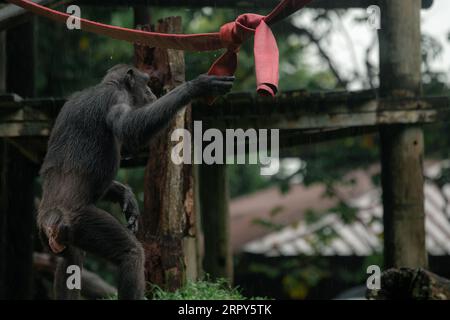 Un chimpanzé debout avec son dos à la caméra dans le zoo de Singapour, espace de copie pour le texte, concept de protection des animaux Banque D'Images