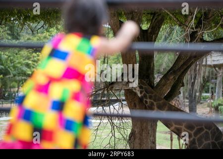 200616 -- BANGKOK, le 16 juin 2020 -- Une fille visite le zoo ouvert Khao Kheow dans la province de Chonburi en Thaïlande, le 16 juin 2020. Six zoos en Thaïlande rouvriront gratuitement aux visiteurs du 15 au 30 juin. THAÏLANDE-COVID-19-ZOO DE ZhangxKeren PUBLICATIONxNOTxINxCHN ROUVERT Banque D'Images