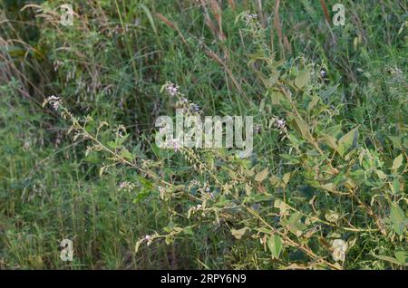 Hoary Ticktrefoil, Desmodium canescens Banque D'Images