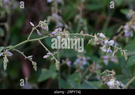 Ticktrefoil, Desmodium sp. Banque D'Images