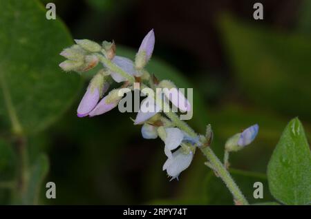 Ticktrefoil, Desmodium sp. Banque D'Images