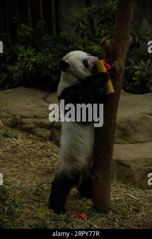 Panda escaladant l'arbre et mangeant bâton de bambou décoré pour le nouvel an chinois, image verticale avec espace de copie pour le texte Banque D'Images