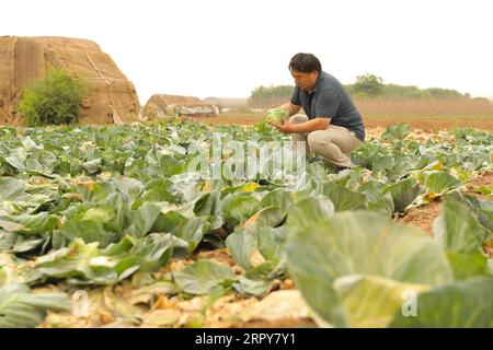 200619 -- PÉKIN, le 19 juin 2020 -- Un agriculteur récolte des choux dans un champ du village de Wanglyuzhai, ville de Handan, dans la province du Hebei, au nord de la Chine, vers 8:00 le 16 juin 2020. Plusieurs revendeurs et supermarchés à Pékin ont augmenté leur stock de légumes pour garantir les approvisionnements, après que le marché principal de Xinfadi a été suspendu le 13 juin en raison du signalement de nouveaux cas de COVID-19. Parmi eux, le CSF Market, l'une des principales chaînes de supermarchés de Pékin, a fait de grands efforts dans l'allocation et le transport des fournitures. Le marché achète des légumes directement à la base de plantation de Handan, dans la province du Hebei Banque D'Images