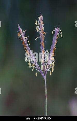 Le Barbon, Andropogon gerardii Banque D'Images