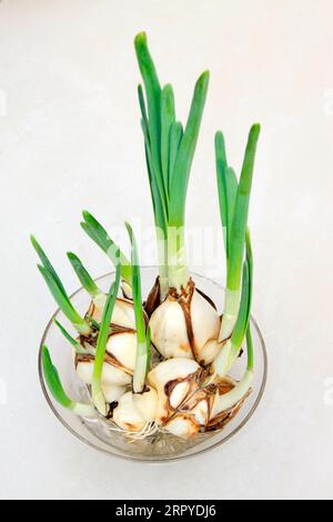 Ampoule à jonquille dans des récipients en verre, gros plan de la photo Banque D'Images