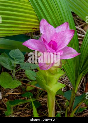 Fleur de Cape York Lilly, Curcuma australica, curcuma indigène, Malanda, Australie. Banque D'Images