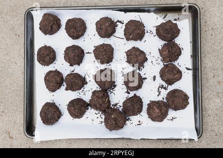 « Bombes » de fleurs sauvages faites de terre, d'argile et de graines de fleurs sauvages, séchant sur un plateau, avant d'être dispersées ou plantées. Banque D'Images