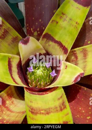 Broméliade Neoregelia, feuilles rayées, petites fleurs bleues en coupe, cultivée, Malanda, Australie.. Banque D'Images