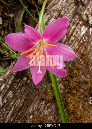 Storm Lilly, Zephyranthes minuta, fleur rose, cultivée, Malanda, Australie. Banque D'Images