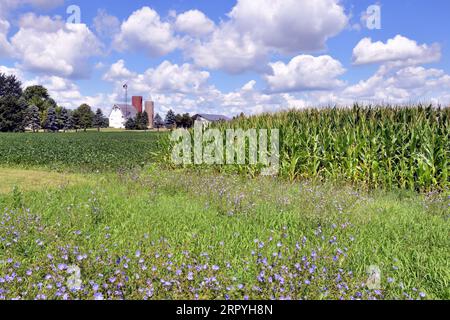 Maple Park, Illinois, États-Unis. Des couches de fleurs sauvages, d'herbe et de cultures de maïs et de soja en maturation mènent le spectateur à une ancienne grange et à un moulin à vent. Banque D'Images