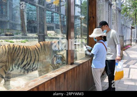 200717 -- HENGDAOHEZI, le 17 juillet 2020 -- visite du parc de tigres sibériens de Hengdaohezi dans la ville de Hailin, dans la province du Heilongjiang du nord-est de la Chine, le 17 juillet 2020. Avec des mesures strictes de prévention et de contrôle des épidémies, le parc de tigres sibériens de Hengdaohezi a rouvert vendredi. Le personnel a mis en place un certain nombre de piscines et préparé des plats spécialement pour les tigres de Sibérie afin de soulager la chaleur estivale. Photo de /Xinhua CHINE-HEILONGJIANG-SIBERIAN TIGER PARK-RÉOUVERTURE CN ZhangxChunxiang PUBLICATIONxNOTxINxCHN Banque D'Images