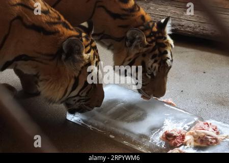 200717 -- HENGDAOHEZI, 17 juillet 2020 -- les tigres de Sibérie mangent au parc à tigres de Sibérie de Hengdaohezi, dans la ville de Hailin, dans le nord-est de la Chine, province du Heilongjiang, 17 juillet 2020. Avec des mesures strictes de prévention et de contrôle des épidémies, le parc de tigres sibériens de Hengdaohezi a rouvert vendredi. Le personnel a mis en place un certain nombre de piscines et préparé des plats spécialement pour les tigres de Sibérie afin de soulager la chaleur estivale. Photo de /Xinhua CHINE-HEILONGJIANG-SIBERIAN TIGER PARK-RÉOUVERTURE CN ZhangxChunxiang PUBLICATIONxNOTxINxCHN Banque D'Images