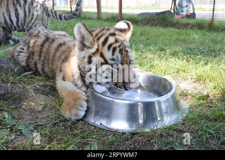 200717 -- HENGDAOHEZI, le 17 juillet 2020 -- Un petit tigre sibérien boit au parc à tigres sibériens de Hengdaohezi dans la ville de Hailin, dans la province du Heilongjiang du nord-est de la Chine, le 17 juillet 2020. Avec des mesures strictes de prévention et de contrôle des épidémies, le parc de tigres sibériens de Hengdaohezi a rouvert vendredi. Le personnel a mis en place un certain nombre de piscines et préparé des plats spécialement pour les tigres de Sibérie afin de soulager la chaleur estivale. Photo de /Xinhua CHINE-HEILONGJIANG-SIBERIAN TIGER PARK-RÉOUVERTURE CN ZhangxChunxiang PUBLICATIONxNOTxINxCHN Banque D'Images