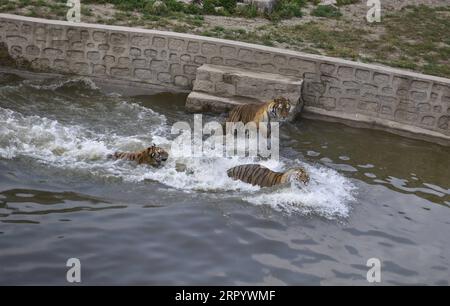 200717 -- HENGDAOHEZI, le 17 juillet 2020 -- des tigres de Sibérie jouent dans une piscine du parc à tigres de Sibérie de Hengdaohezi dans la ville de Hailin, dans la province du Heilongjiang du nord-est de la Chine, le 17 juillet 2020. Avec des mesures strictes de prévention et de contrôle des épidémies, le parc de tigres sibériens de Hengdaohezi a rouvert vendredi. Le personnel a mis en place un certain nombre de piscines et préparé des plats spécialement pour les tigres de Sibérie afin de soulager la chaleur estivale. Photo de /Xinhua CHINE-HEILONGJIANG-SIBERIAN TIGER PARK-RÉOUVERTURE CN ZhangxChunxiang PUBLICATIONxNOTxINxCHN Banque D'Images