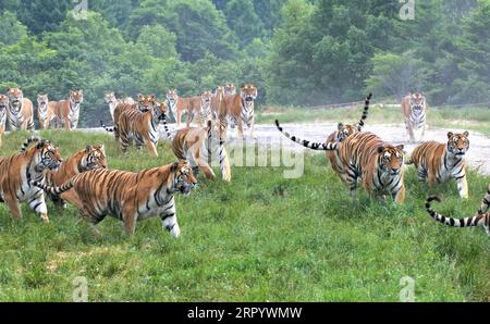 Actualités Bilder des Tages 200717 -- HENGDAOHEZI, 17 juillet 2020 -- une photo prise le 17 juillet 2020 montre des tigres de Sibérie au parc à tigres de Sibérie de Hengdaohezi dans la ville de Hailin, dans la province du Heilongjiang du nord-est de la Chine. Avec des mesures strictes de prévention et de contrôle des épidémies, le parc de tigres sibériens de Hengdaohezi a rouvert vendredi. Le personnel a mis en place un certain nombre de piscines et préparé des plats spécialement pour les tigres de Sibérie afin de soulager la chaleur estivale. Photo de /Xinhua CHINE-HEILONGJIANG-SIBERIAN TIGER PARK-RÉOUVERTURE CN ZhangxChunxiang PUBLICATIONxNOTxINxCHN Banque D'Images