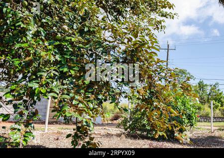 Starapple Tree Banque D'Images