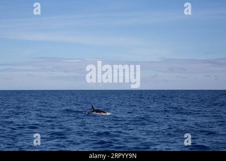 200719 -- SANYA, le 19 juillet 2020 -- Un faux épaulards est vu dans les eaux du nord de la mer de Chine méridionale, le 18 juillet 2020. C est la première fois que de faux orques, une espèce protégée de classe II en Chine, ont été repérés et enregistrés dans la région par des chercheurs chinois. CHINE-CHINE DU SUD MER-FAUX-ÉPAULARD-TACHÉ CN ZHANGXLIYUN PUBLICATIONXNOTXINXCHN Banque D'Images