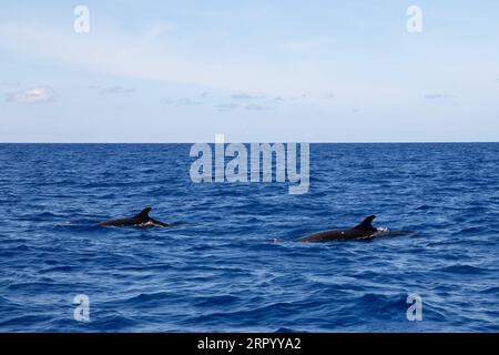 200719 -- SANYA, le 19 juillet 2020 -- de faux épaulards sont observés dans les eaux du nord de la mer de Chine méridionale, le 18 juillet 2020. C est la première fois que de faux orques, une espèce protégée de classe II en Chine, ont été repérés et enregistrés dans la région par des chercheurs chinois. CHINE-CHINE DU SUD MER-FAUX-ÉPAULARD-TACHÉ CN ZHANGXLIYUN PUBLICATIONXNOTXINXCHN Banque D'Images