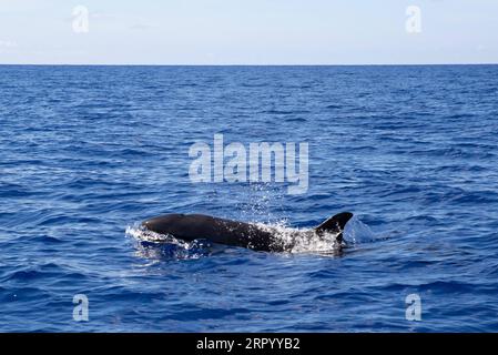 200719 -- SANYA, le 19 juillet 2020 -- Un faux épaulards est vu dans les eaux du nord de la mer de Chine méridionale, le 18 juillet 2020. C est la première fois que de faux orques, une espèce protégée de classe II en Chine, ont été repérés et enregistrés dans la région par des chercheurs chinois. CHINE-CHINE DU SUD MER-FAUX-ÉPAULARD-TACHÉ CN ZHANGXLIYUN PUBLICATIONXNOTXINXCHN Banque D'Images