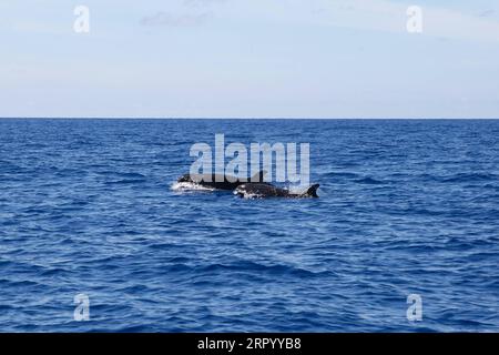 200719 -- SANYA, le 19 juillet 2020 -- de faux épaulards sont observés dans les eaux du nord de la mer de Chine méridionale, le 18 juillet 2020. C est la première fois que de faux orques, une espèce protégée de classe II en Chine, ont été repérés et enregistrés dans la région par des chercheurs chinois. CHINE-CHINE DU SUD MER-FAUX-ÉPAULARD-TACHÉ CN ZHANGXLIYUN PUBLICATIONXNOTXINXCHN Banque D'Images