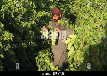 200719 -- KANDAHAR, le 19 juillet 2020 -- un agriculteur afghan récolte des raisins dans un vignoble du district de Zhari, dans la province de Kandahar, en Afghanistan, le 19 juillet 2020. Photo de /Xinhua AFGHANISTAN-KANDAHAR-VENDANGE SanaulahxSeiam PUBLICATIONxNOTxINxCHN Banque D'Images