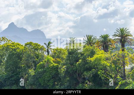 Vue du mont Warning aka Wollumbin depuis le pont sur la rivière Tweed à Murwillumbah dans le nord de la Nouvelle-Galles du Sud, Australie Banque D'Images