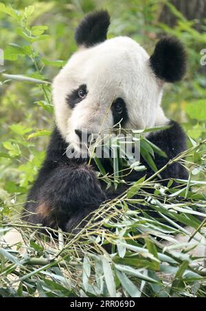 200730 -- PÉKIN, le 30 juillet 2020 -- Un panda géant mange du bambou au zoo de Pékin, capitale de la Chine, le 30 juillet 2020. Le zoo de Pékin a préparé des installations pour aider les animaux à repousser la chaleur estivale ces derniers jours. CHINE-PÉKIN-ZOO-ÉTÉ-CHALEUR CN LIXXIN PUBLICATIONXNOTXINXCHN Banque D'Images